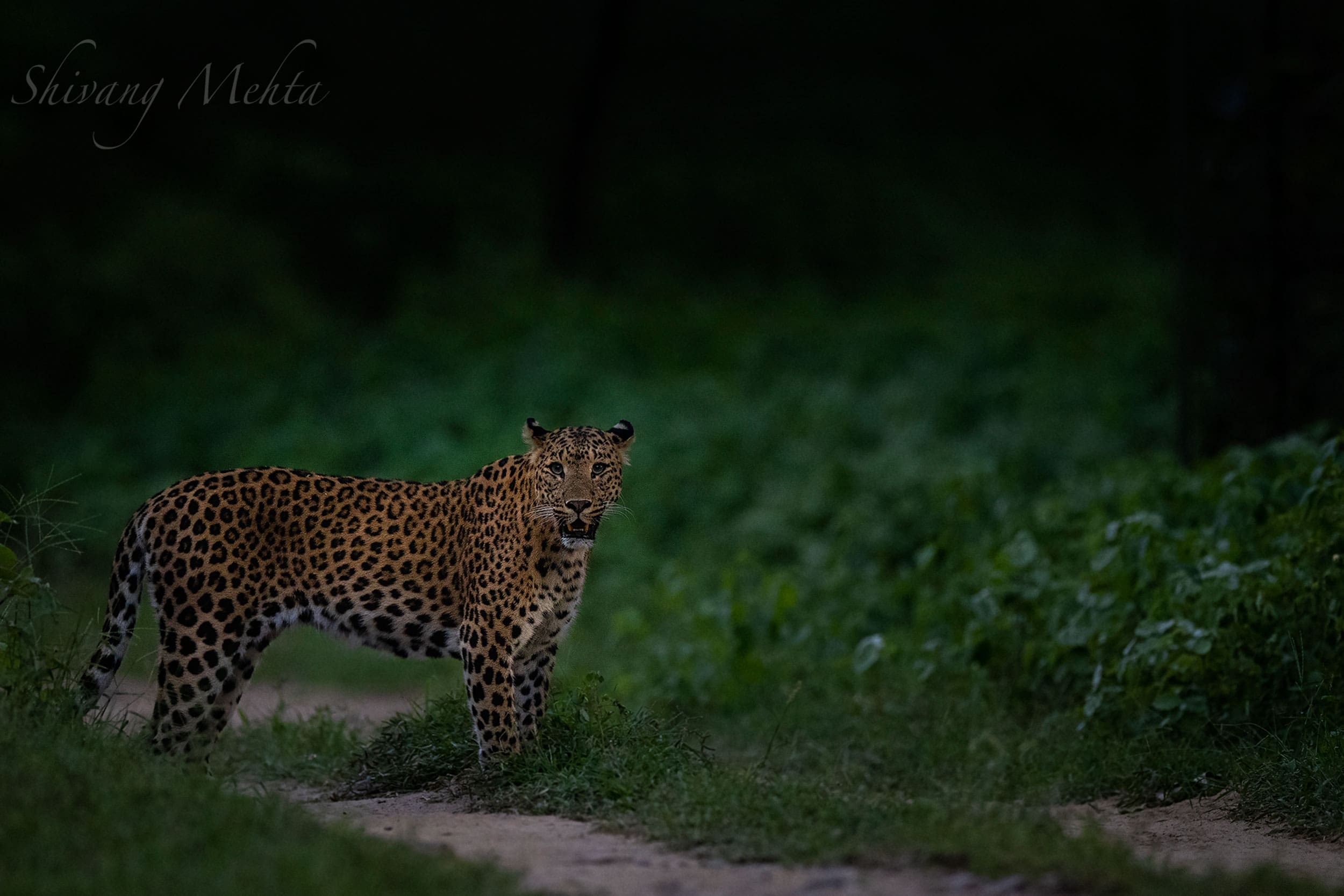 jhalana leopard safari park about