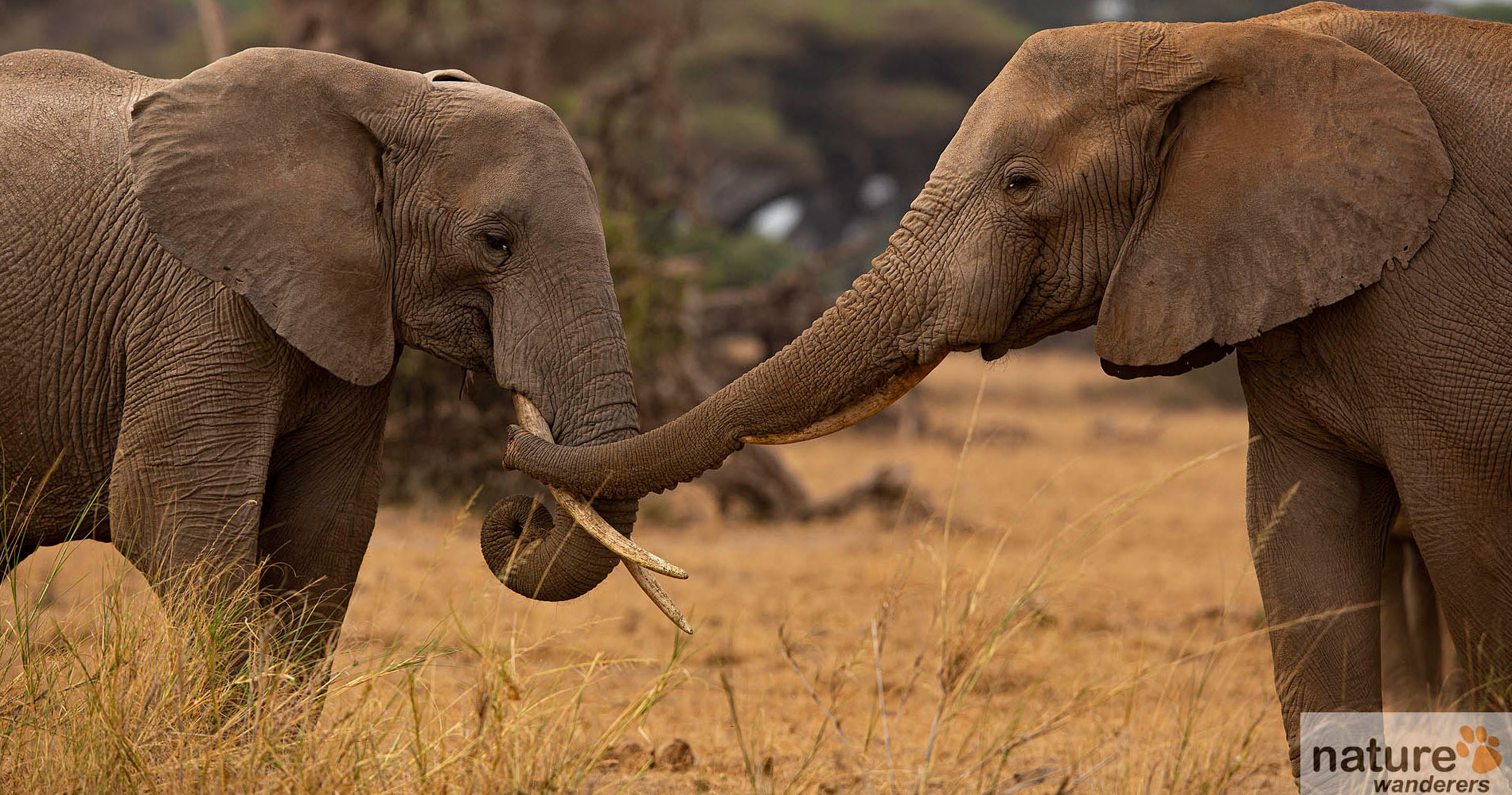 african elephants photo safari