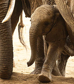 amboseli national park