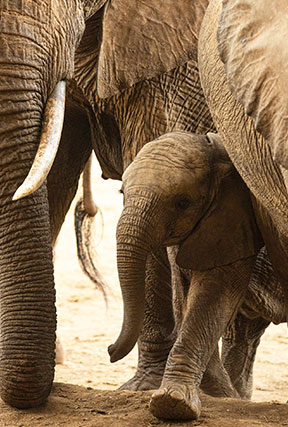 amboseli