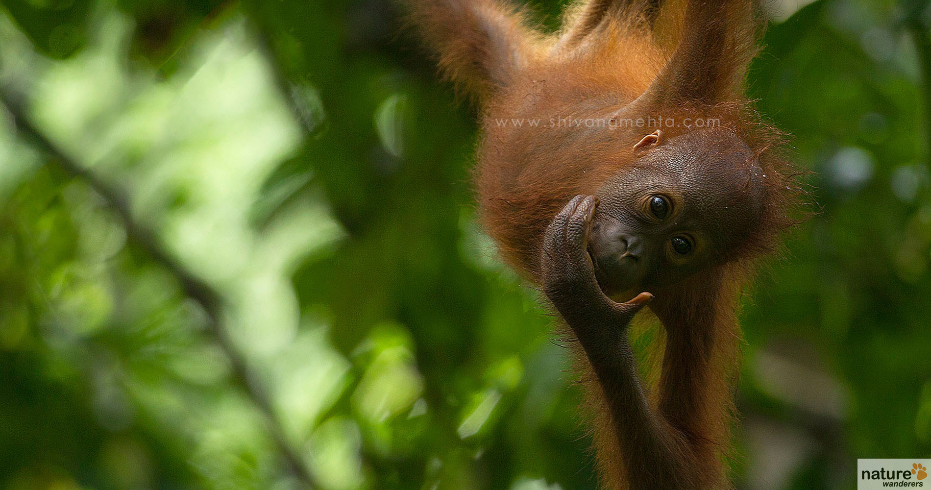 borneo