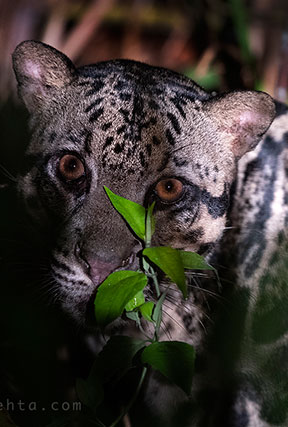 borneo rainforest expeditions