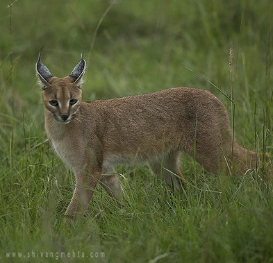 caracal