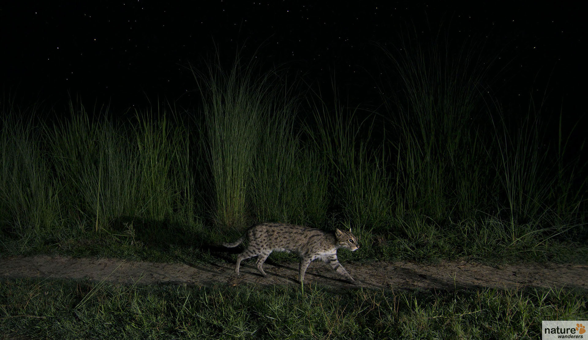 clouded leopard