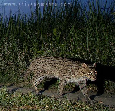 fishing cat