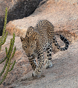 jawai the land of leopards