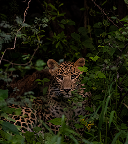 Jhalana Leopard Safari