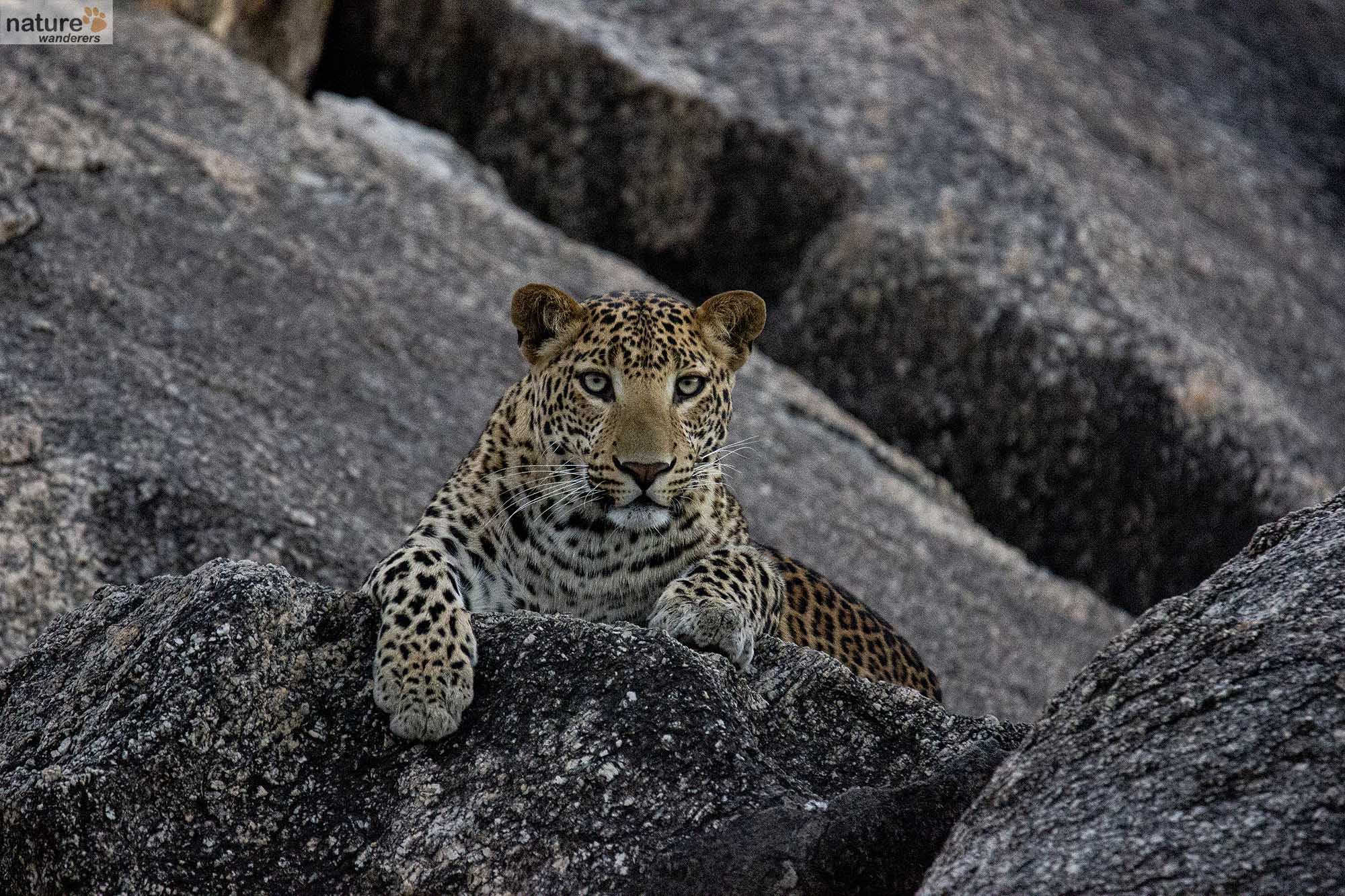 delhi to jawai leopard safari