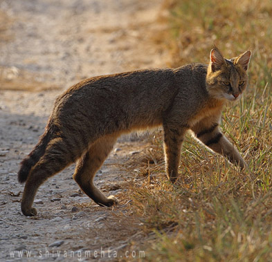 leopard cat