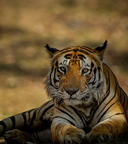 kanha national park