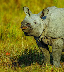 kaziranga national park