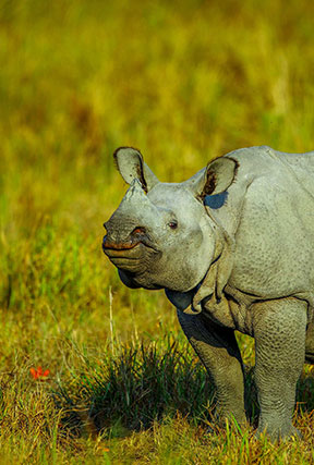 kaziranga national park