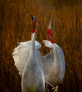 keoladeo national park