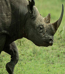 lake nakuru