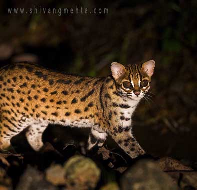 leopard cat