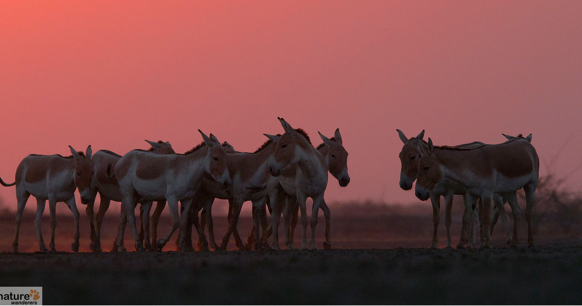 Rann of Kutch Wildlife Photography Tour | Indian National Parks -  