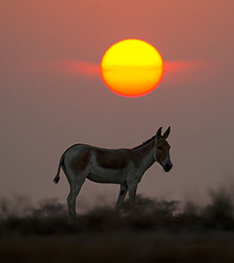 little rann of kutch