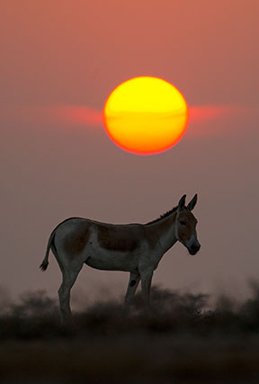 little rann of kutch