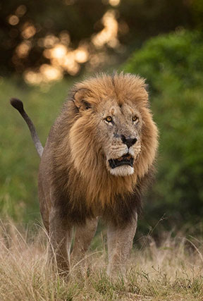 masai mara