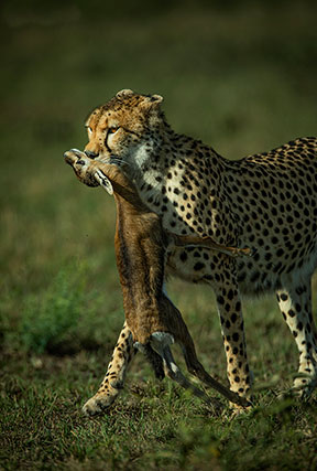 amboseli