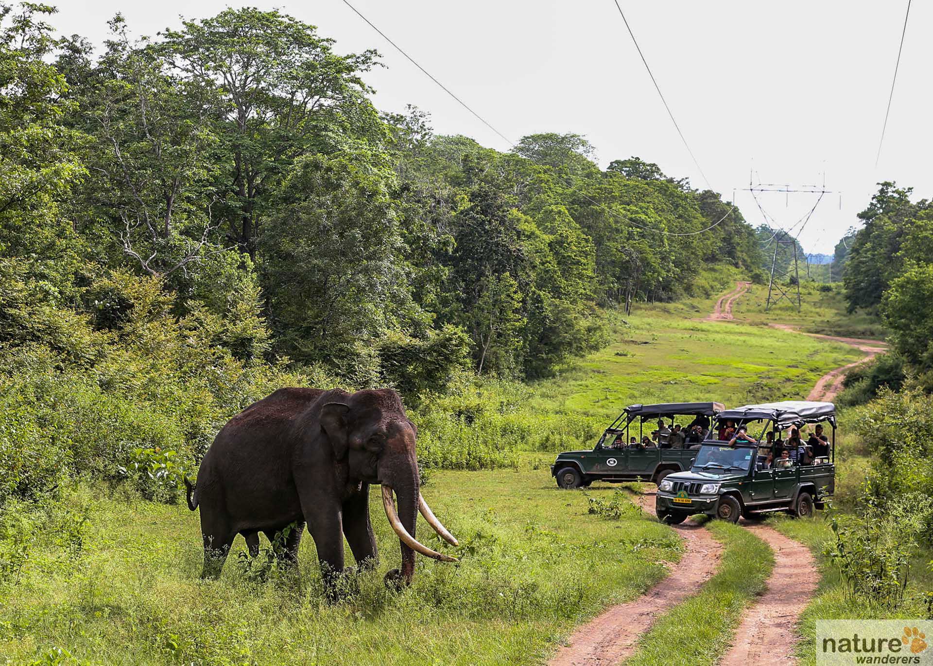 Black Panther Photography in India | Nagarhole National Park