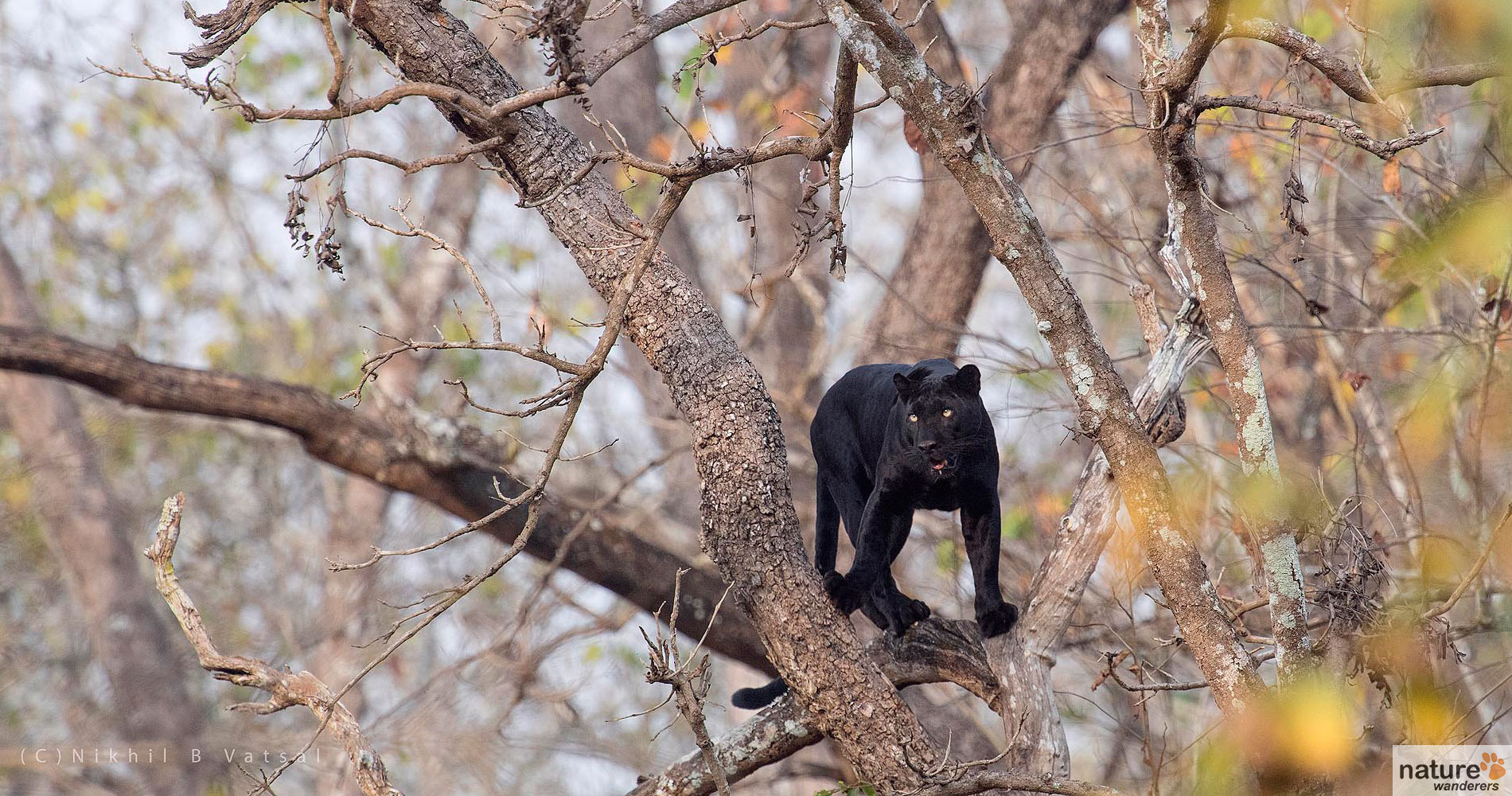 nagarhole national park