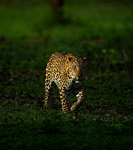 nagarhole national park