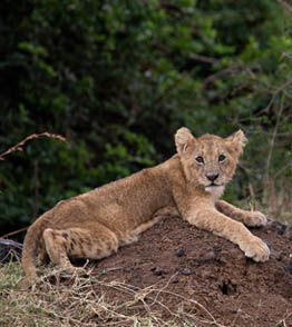 nairobi national park