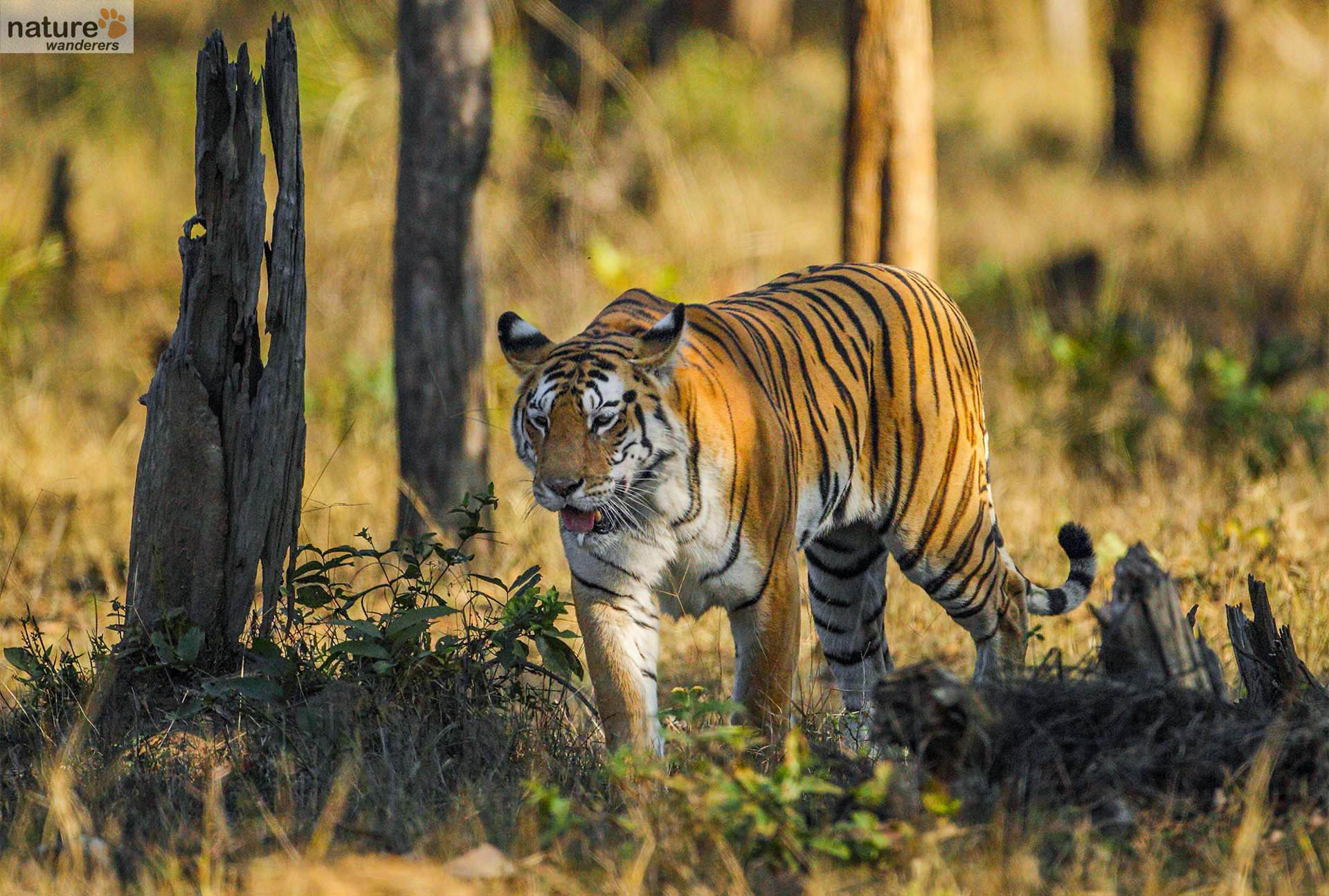 Pench National Park - Best Time To Visit | Indian National Parks | Wildlife  Photography | Photo Safaris - Nature Wanderers