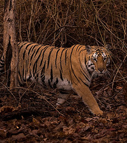 pench national park