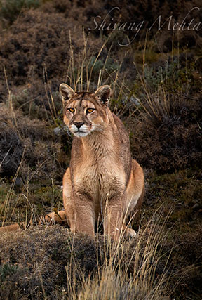 pumas of patagonia