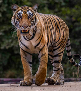 ranthambore national park