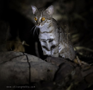 rusty spotted cat