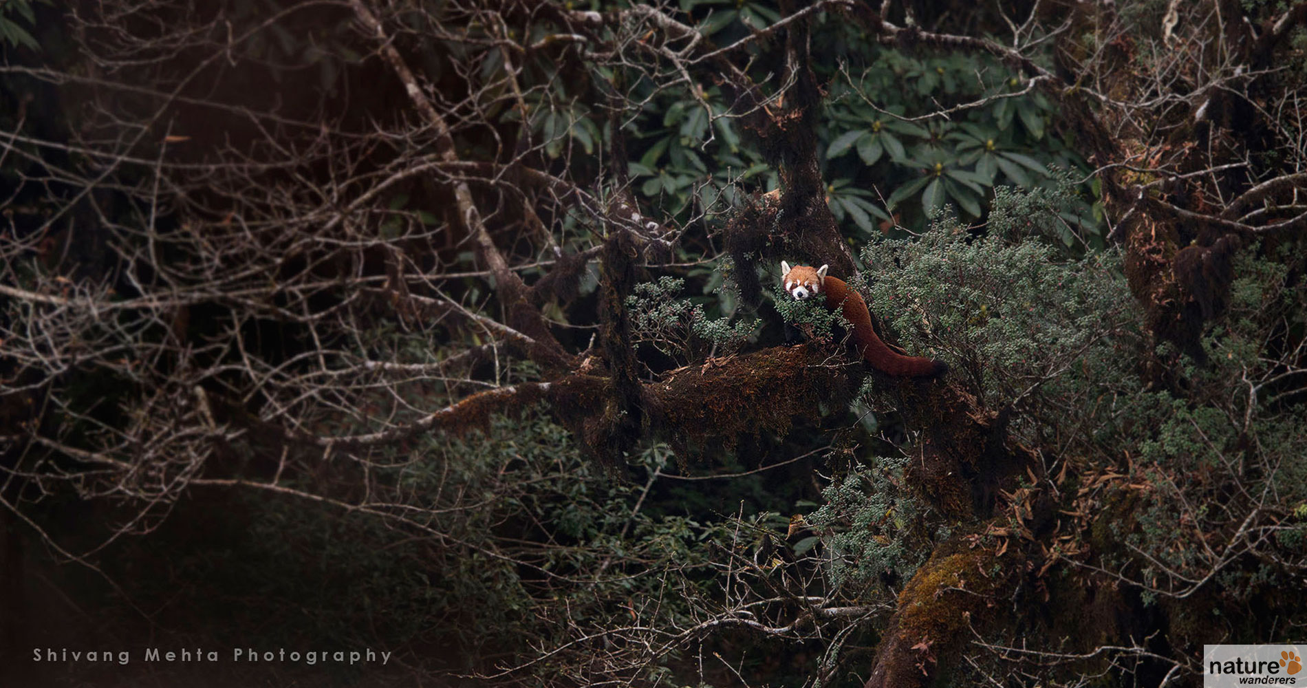 singalila national park