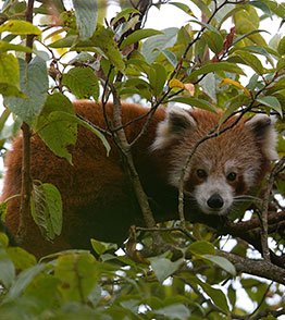 singalila national park