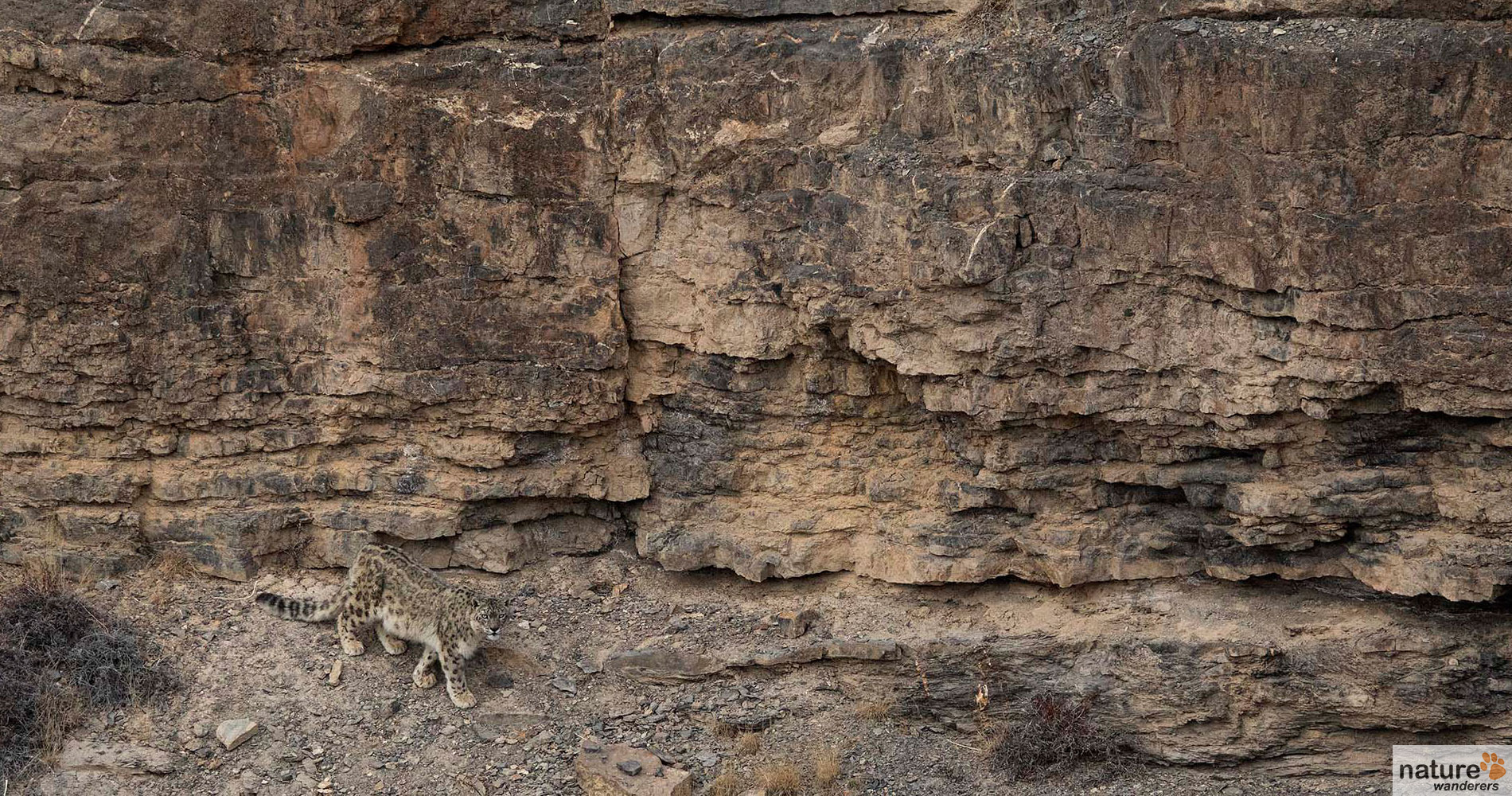 snow leopard expedition