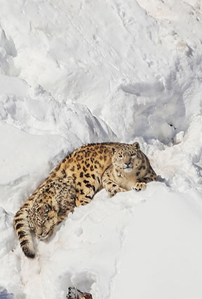 Snow Leopard