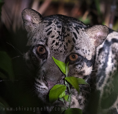 sunda clouded leopard