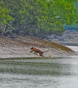 sundarbans national park