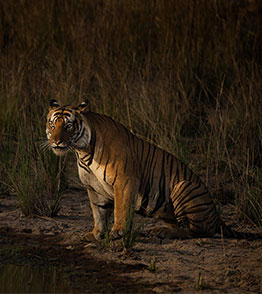 tadoba national park