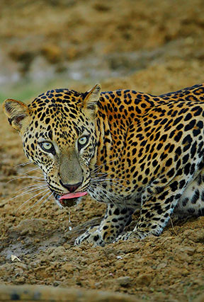 the leopards of srilanka
