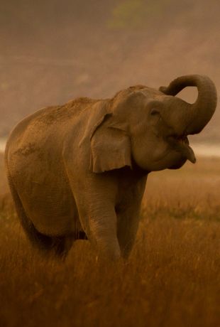 amboseli