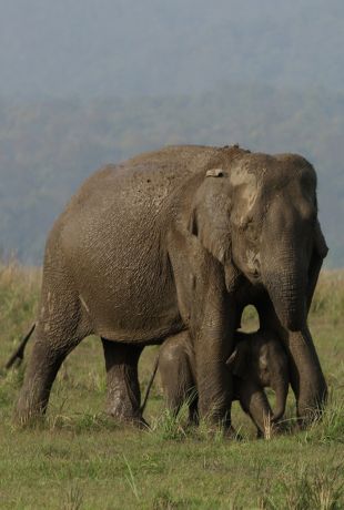 amboseli