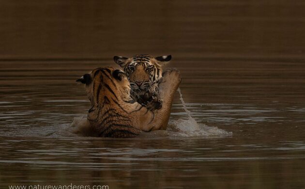 Tiger Marathon Batch 2 11