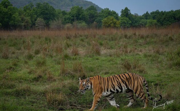 Tiger Marathon Batch 3 01
