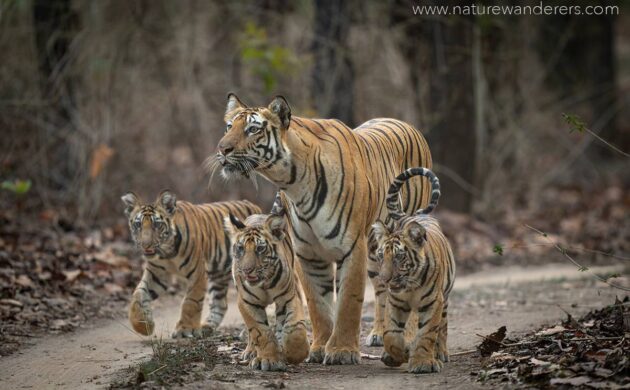 Tiger Marathon Batch 3 03