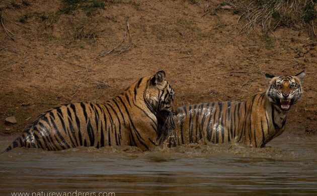 Tiger Marathon Batch 3 06