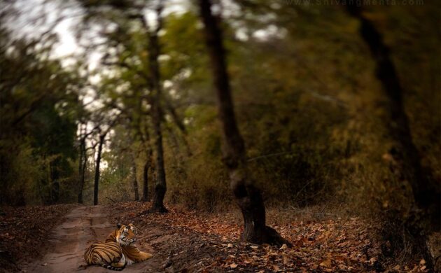 Tiger Marathon Batch 3 07