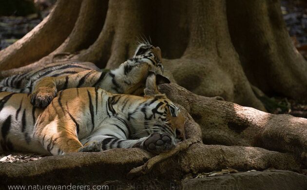 Tiger Marathon Batch 3 10