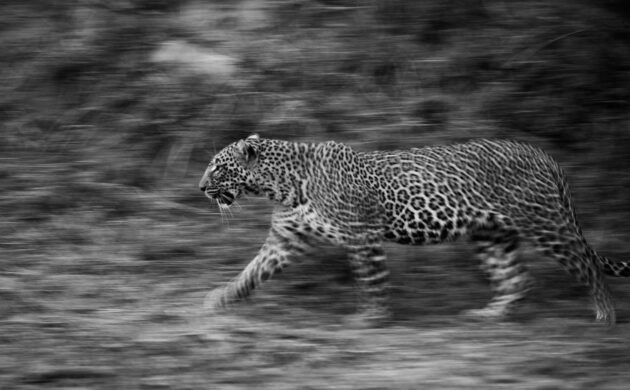 Leopards 04
